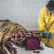 Illustration for article titled Airport Screenings Won't Prevent Ebola From Spreading